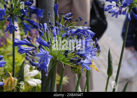 Copenhagen / Danimarca / 11 giugno 2024 / Fiori e piante sono piantati in decoarte strada danese per la salute e bell'aspetto della zona e delle strade foto. Francis Joseph Dean/Dean Pictures non per uso commerciale Foto Stock