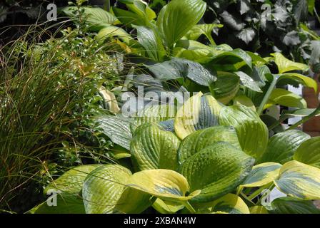 Copenhagen / Danimarca / 11 giugno 2024 / Fiori e piante sono piantati in decoarte strada danese per la salute e bell'aspetto della zona e delle strade foto. Francis Joseph Dean/Dean Pictures non per uso commerciale Foto Stock