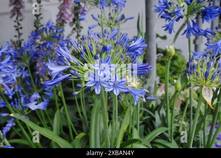 Copenhagen / Danimarca / 11 giugno 2024 / Fiori e piante sono piantati in decoarte strada danese per la salute e bell'aspetto della zona e delle strade foto. Francis Joseph Dean/Dean Pictures non per uso commerciale Foto Stock