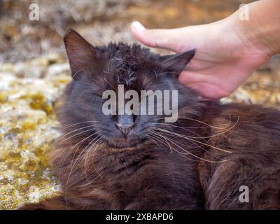 Accarezzare a mano un gatto senza pedigree dai capelli lunghi, nero e marrone soffice, con gli occhi chiusi, che giace con calma su rocce muschiate vicino al Mar Mediterraneo. Foto Stock