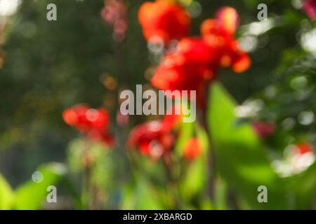 Immagine sfocata o sfocata della canna indica o del fiore indiano, che fiorisce e illuminato dal sole del mattino Foto Stock