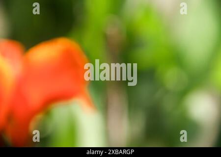 Immagine sfocata o sfocata della canna indica o del fiore indiano, che fiorisce e illuminato dal sole del mattino Foto Stock