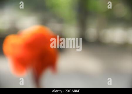 Immagine sfocata o sfocata della canna indica o del fiore indiano, che fiorisce e illuminato dal sole del mattino Foto Stock