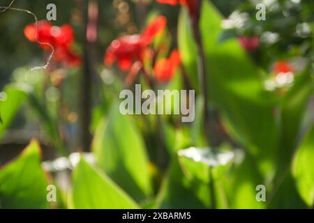 Immagine sfocata o sfocata della canna indica o del fiore indiano, che fiorisce e illuminato dal sole del mattino Foto Stock