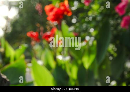 Immagine sfocata o sfocata della canna indica o del fiore indiano, che fiorisce e illuminato dal sole del mattino Foto Stock