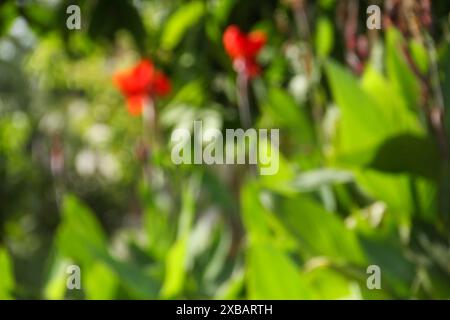 Immagine sfocata o sfocata della canna indica o del fiore indiano, che fiorisce e illuminato dal sole del mattino Foto Stock