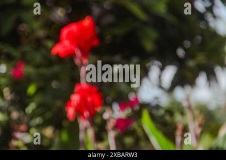 Immagine sfocata o sfocata della canna indica o del fiore indiano, che fiorisce e illuminato dal sole del mattino Foto Stock