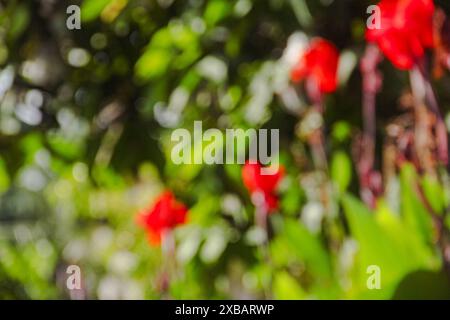 Immagine sfocata o sfocata della canna indica o del fiore indiano, che fiorisce e illuminato dal sole del mattino Foto Stock