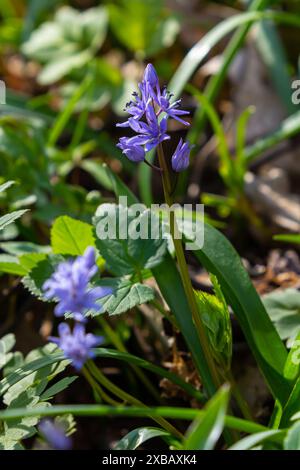 La Scilla bifolia, lo squill alpino o squill a due foglie, è una pianta perenne erbacea della famiglia delle Asparagacee. Foto d'arte della prima fioritura pla Foto Stock