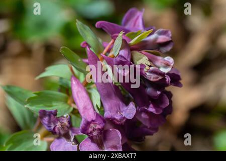 Corydalis fiorisce in primavera nella natura selvaggia della foresta. Foto Stock