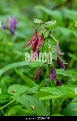 Corydalis fiorisce in primavera nella natura selvaggia della foresta. Foto Stock