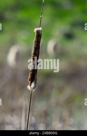 La coda della palude Typha angustifolia fiori marroni a foglia di larice nella stagione primaverile. Affrettati su una palude, vicino a un lago. Foto Stock