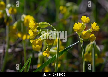 Cowslip veris giallo Primula, cowslip comune, cowslip primrose su sfondo verde morbido.fuoco selettivo. Foto Stock