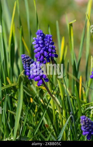 Fiori di gemme blu Muscari armeniacum o Giacinto d'uva. Fiocco Viper. Foto Stock