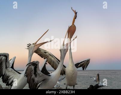 Un gruppo di pellicani che catturano pesci con i loro becchi al tramonto in riva al mare Foto Stock