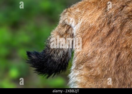 Lince eurasiatica (lince lince) primo piano della coda con punta nera e pelliccia Foto Stock