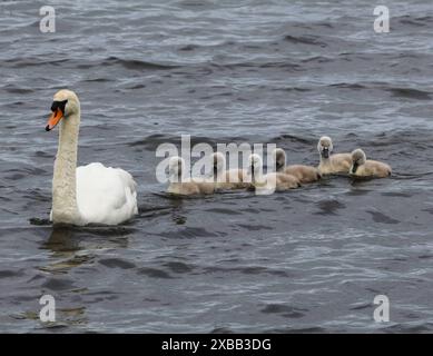 South shore Lough Neagh, Contea di Armagh, Irlanda del Nord, Regno Unito. 11 giugno 2024. Clima nel Regno Unito - vicino a metà giugno e un'altra giornata fredda per il periodo dell'anno nel flusso d'aria nord. Il cielo grigio, con l'occasionale scoppio di luce solare, ha visto temperature intorno ai 12C oggi. Cavalca le onde in giovane età, un cigno e i suoi sei cignetti sul Lough Neagh. Crediti: CAZIMB/Alamy Live News. Foto Stock