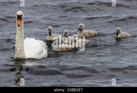 South shore Lough Neagh, Contea di Armagh, Irlanda del Nord, Regno Unito. 11 giugno 2024. Clima nel Regno Unito - vicino a metà giugno e un'altra giornata fredda per il periodo dell'anno nel flusso d'aria nord. Il cielo grigio, con l'occasionale scoppio di luce solare, ha visto temperature intorno ai 12C oggi. Cavalca le onde in giovane età, un cigno e i suoi sei cignetti sul Lough Neagh. Crediti: CAZIMB/Alamy Live News. Foto Stock