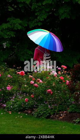 Persona vista camminare con un ombrello multicolore nel roseto. Foto Stock