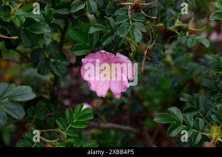 Primo piano dei fiori singoli rosa pallido della rosa arbustiva in fiore d'estate rosa fru dagmar hastrup. Foto Stock