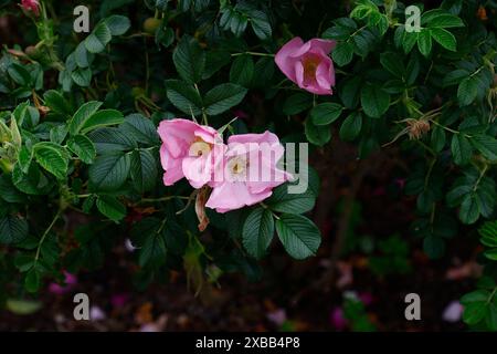 Primo piano dei fiori singoli rosa pallido della rosa arbustiva in fiore d'estate rosa fru dagmar hastrup. Foto Stock