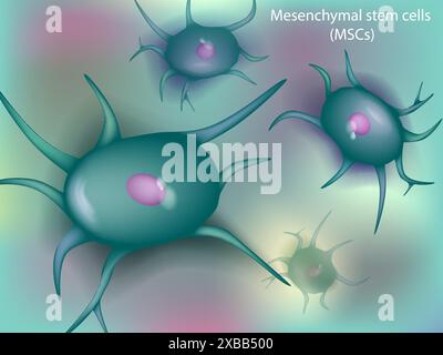 Le cellule staminali mesenchimali o MSC sono cellule stromali. Cellule midollo osseo Illustrazione Vettoriale