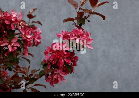 Primo piano dei fiori rossi e delle giovani foglie viola del piccolo giardino fiorito di primavera Malus Laura. Foto Stock