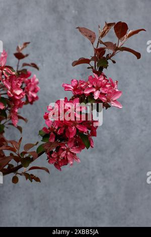 Primo piano dei fiori rossi e delle giovani foglie viola del piccolo giardino fiorito di primavera Malus Laura. Foto Stock