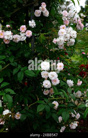 Primo piano dei piccoli fiori rosa blush del vigoroso giardino di rosa rosa rosa rosa rosa rosa rosa pastore, muschio himalayano. Foto Stock