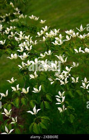 Primo piano dei piccoli fiori bianchi della fioritura dell'inizio dell'estate, piccolo albero di legno di cane perenne cornus kousa tsukuba No Mine. Foto Stock