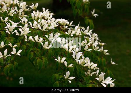 Primo piano dei piccoli fiori bianchi della fioritura dell'inizio dell'estate, piccolo albero di legno di cane perenne cornus kousa tsukuba No Mine. Foto Stock