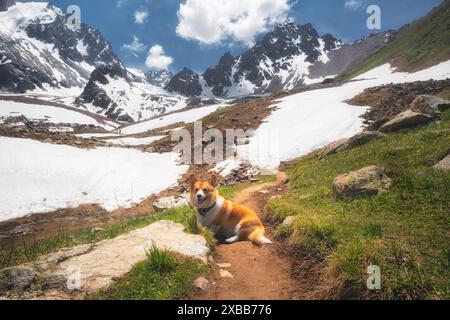 Un cane Corgi Pembroke rosso siede in alto sulle montagne su un sentiero tra la neve e un prato con fiori. Foto Stock