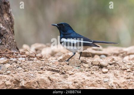 Il magpie orientale robin bird riposa Foto Stock