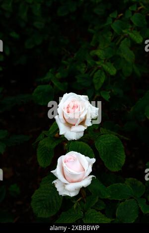 Primo piano del fiore rosa chiaro della fioritura estiva della rosa fiorita Rosa Belmonte. Foto Stock