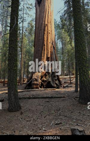 Un enorme tronco di sequoie, circondato da tronchi coperti di muschio nel Sequoia National Park, in estate, in California, Stati Uniti Foto Stock