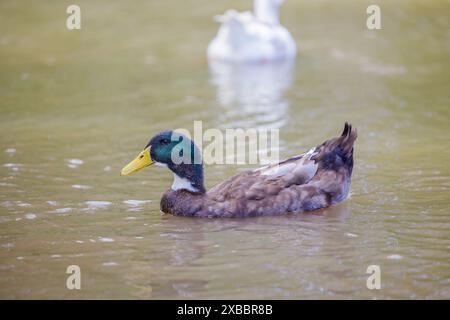 Anatra marocchina (Anas platyrhynchos) che nuota in una laguna. Foto Stock