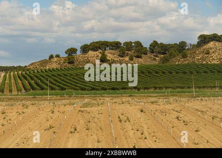 Vista di un frutteto appena piantato su una collina in Spagna, con file di giovani alberi da frutto che crescono nel terreno sabbioso. Foto Stock