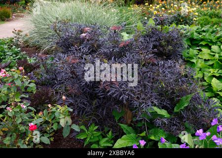 Primo piano delle foglie di Borgogna sezionate e dei boccioli di fiori dell'arbusto perenne sambucus nigra f porphyrophylla eva. Foto Stock