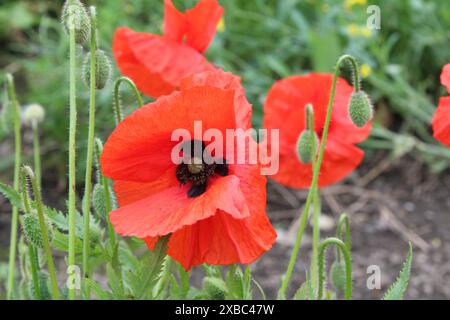 I papaveri selvatici fioriscono in un campo vicino a Selby, North Yorkshire, Regno Unito, in una prima serata estiva Foto Stock