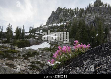 Penstemon newberryi o Mountain Pride, un fiore selvatico autoctono che fiorisce tra le montagne della natura selvaggia delle Trinity Alps in California. Foto Stock