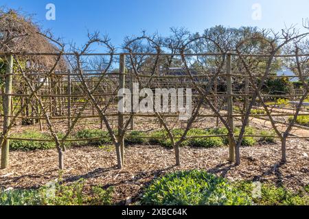 Gli alberi di pere sono spalmati rifilati e potati a partire da motivi unici. Foto Stock