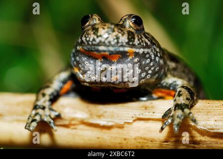 Rospo con pancia di fuoco (Bombina bombina) vicino a Ciglat, Zavod, Zahorie, Slovacchia Foto Stock