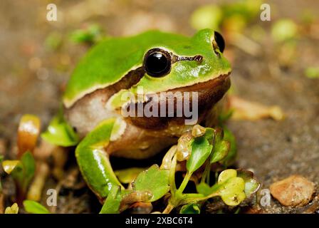 Rana degli alberi (Hyla arborea) a Zavod, Zahorie, male Levare, Slovacchia Foto Stock