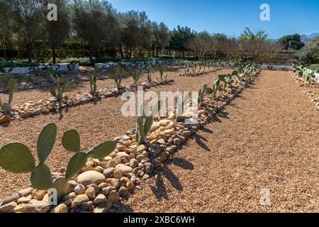 Filari di giovani piante di fico d'India che crescono tra piccole rocce in un'area arida di un'azienda agricola. Foto Stock