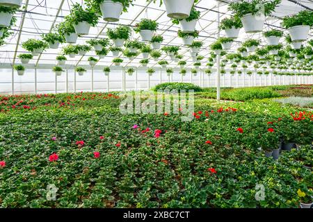 Moderno vivaio di fiori con molte piante di fiori colorate in vasi sugli scaffali e cesti appesi al soffitto Foto Stock