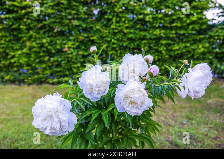 Splendido cespuglio di peonia con luminosi fiori bianchi in una soleggiata serata estiva in giardino. Foto Stock