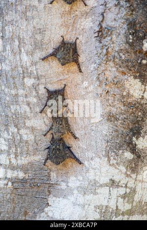 Pipistrello proboscide dal naso lungo (Rhynchonycteris naso) Pantanal Brasile Foto Stock