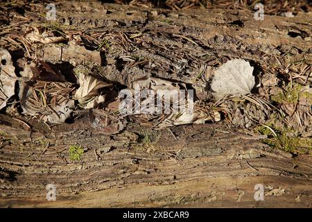 Primo piano della corteccia degli alberi con foglie cadute e ramoscelli, che mostrano la trama dettagliata del fondo della foresta, immagine di sfondo Foto Stock