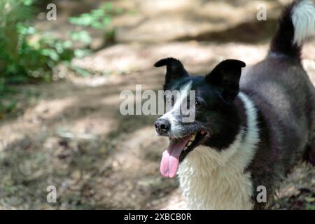 Primo piano di un cane collie con bordo bianco e nero con la lingua fuori dalla stanchezza Foto Stock