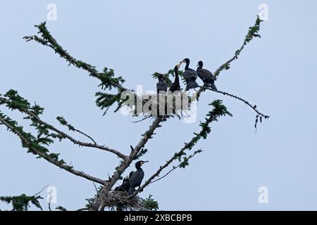 Grande cormorano (Phalacrocorax carbo), nido, giovane, giovane nutrito, Geltinger Birk, Geltinger Bucht, Nieby, Schleswig-Holstein, Germania Foto Stock